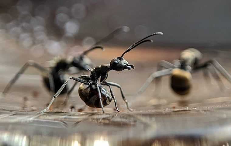 carpenter ant looking around