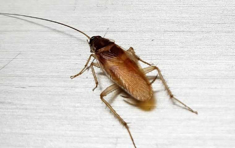german cockroach in home