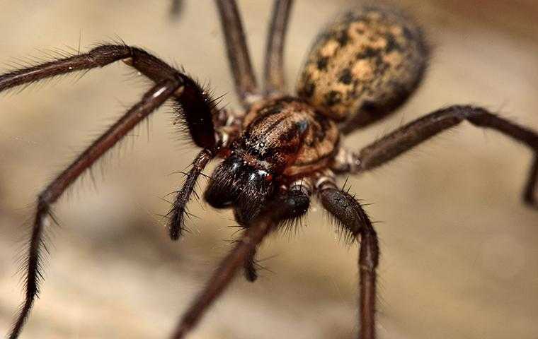 a spider in san jose california