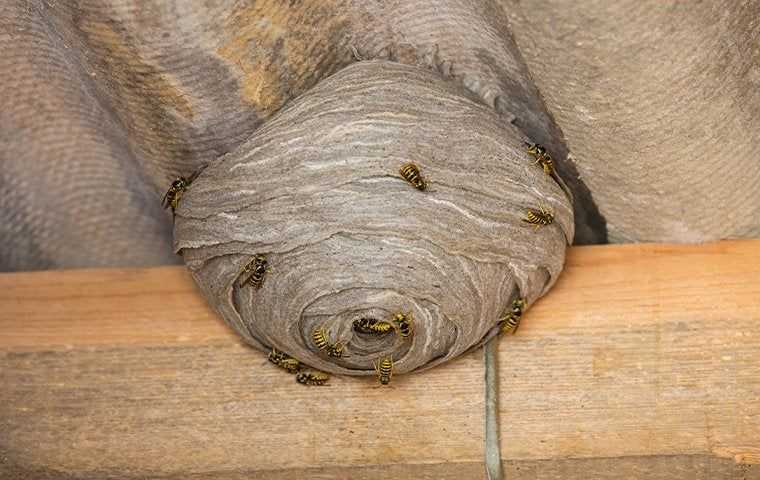 wasp nest on side of home
