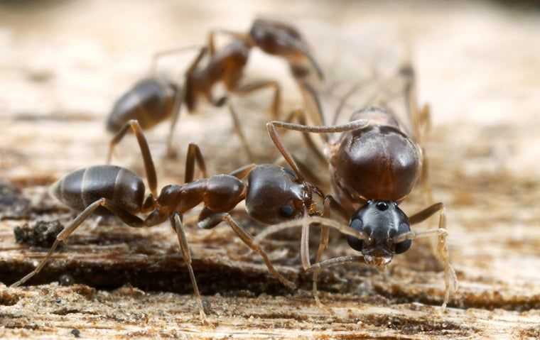 up close image of argentine ants crawling on wood