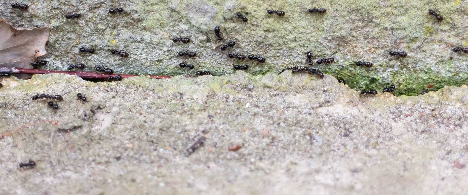 carpenter ant infestation outside a home