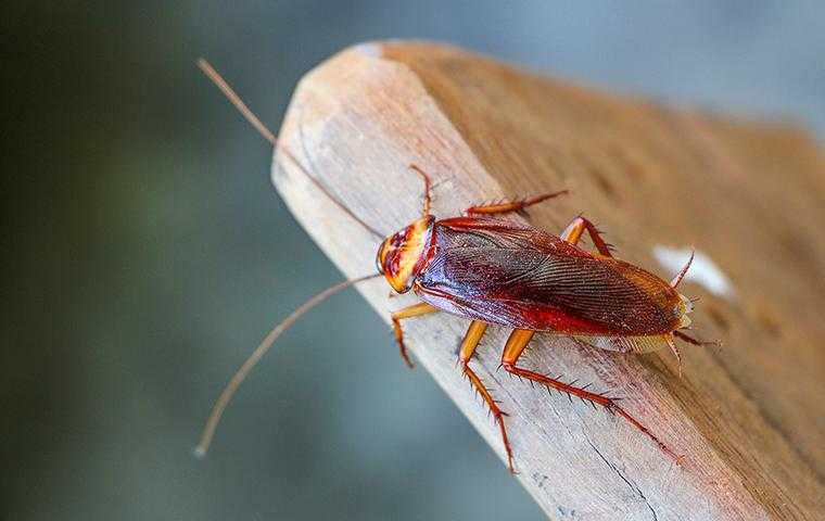 cockroach on n wood in san jose california