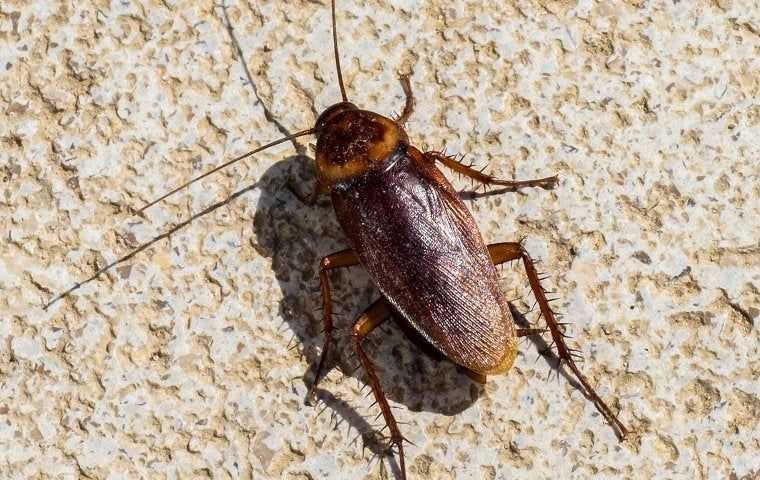 an american cockroach crawling on the ground