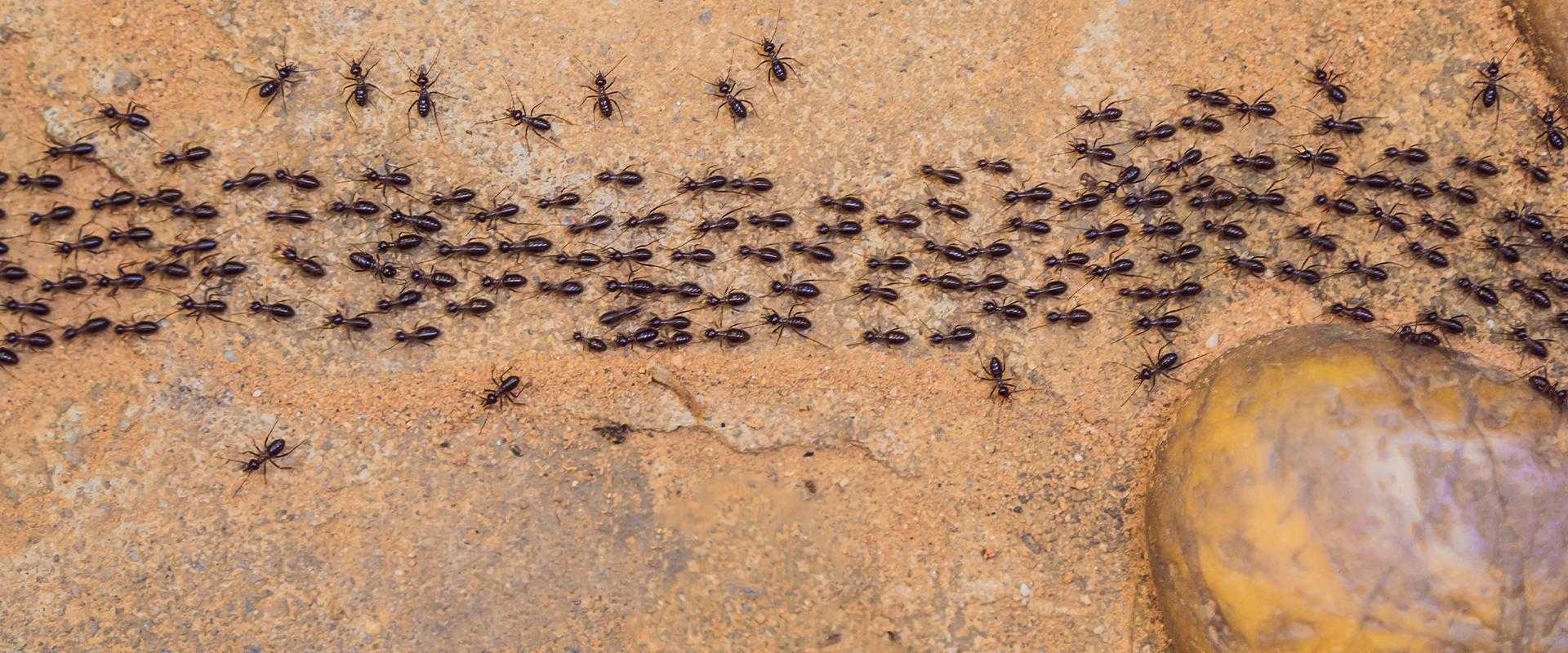 ants in san jose california