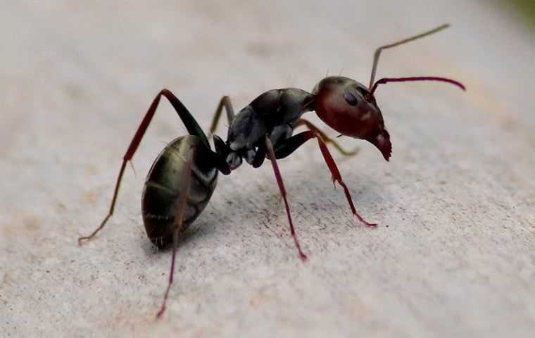 an ant in san jose california