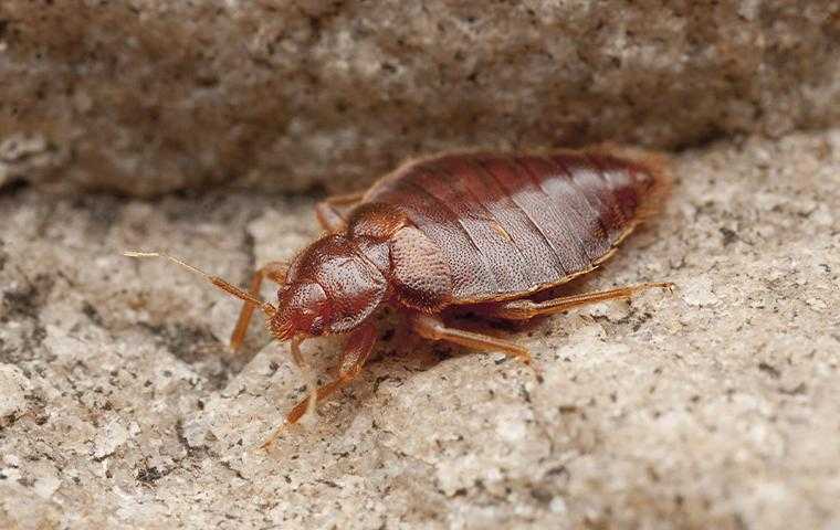 a bedbug in san jose california