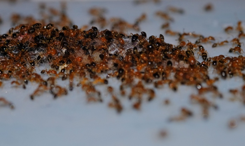 How Do I Get Rid of Ants?