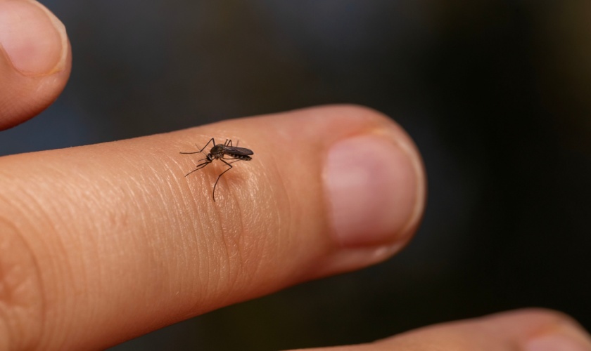 Mosquito Problems in Santa Clara County