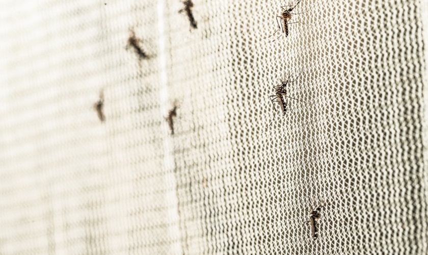 Are Mosquitoes Common in San Jose, CA?