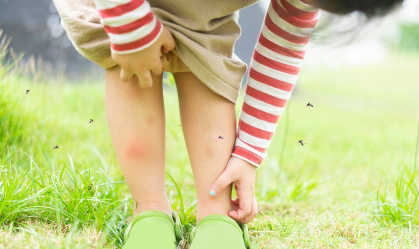 What Should I Do if Mosquitoes Are Taking Over My Yard?