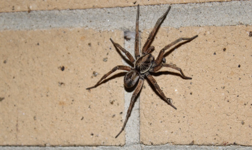 Common Spiders Found in San Jose Homes and Gardens
