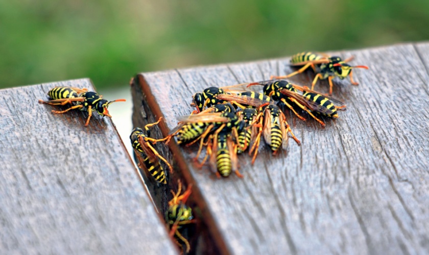 Why You’re Seeing More Yellow Jackets in Morgan Hill This Year
