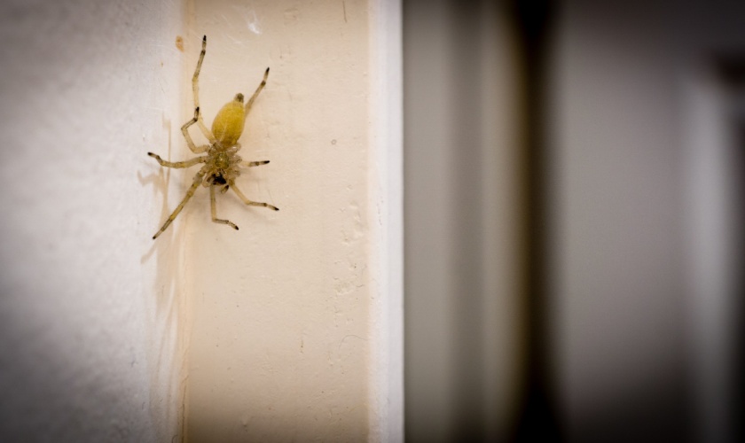 Best Spider Exterminators in the Morgan Hill Area