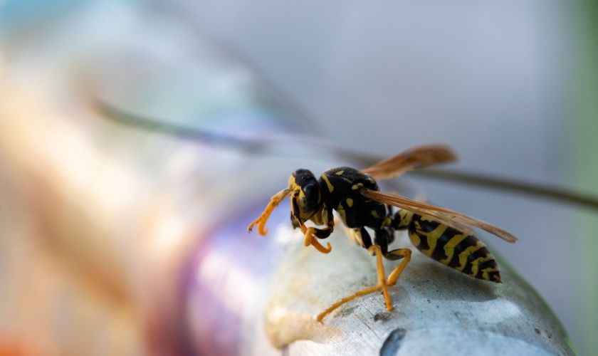 What Attracts Yellow Jackets to Morgan Hill, CA Backyards?