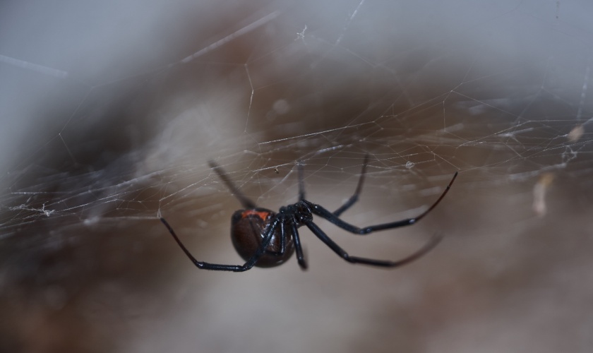 Black Widows in Morgan Hill: Where They Hide and How to Stay Safe