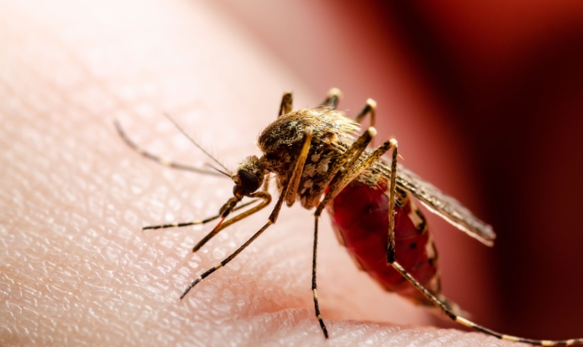 Protect Your San Jose, CA Property from Mosquitoes