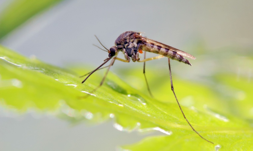 Top 5 Mosquito Breeding Sites in San Jose Backyards (And How to Eliminate Them)