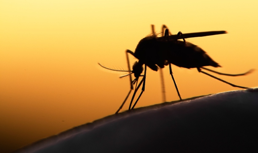 Mosquito Season in San Jose: When It Starts and How to Prepare