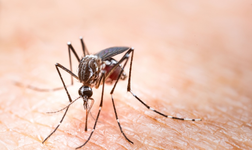 Why Mosquitoes Are Worse in Morgan Hill After a Rainy Spring