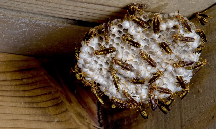 The Danger of DIY Yellow Jacket Nest Removal
