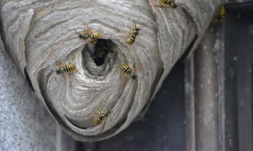 Where Yellow Jackets Nest in San Jose Homes and Yards and (What to Do About It)
