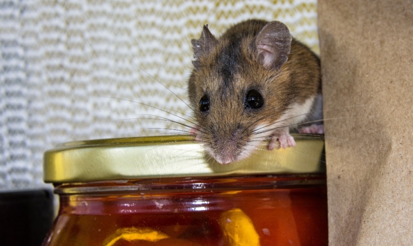 Why Rodents Love San Jose Homes in the Fall and Winter