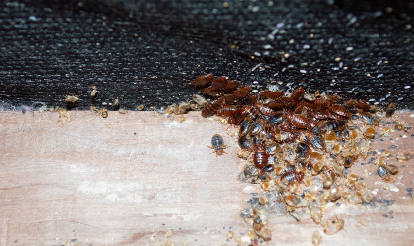 What Attracts Bed Bugs—and How to Keep Them Out of Your Home