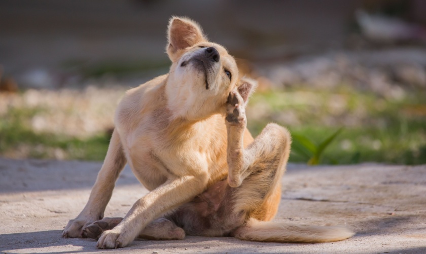 How to Protect Your Pets from Fleas and Ticks in San Jose