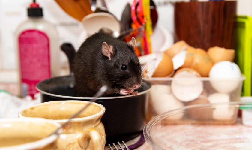 Are Rodents Dangerous? Health Risks for Families in the Bay Area