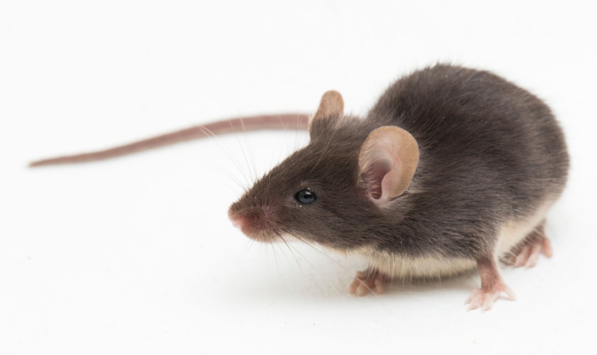 Rodents in San Jose: How to Tell If You Have a Mouse or a Rat Problem