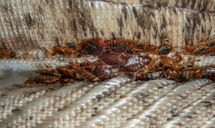 How Do I Know If I Have Bed Bugs?