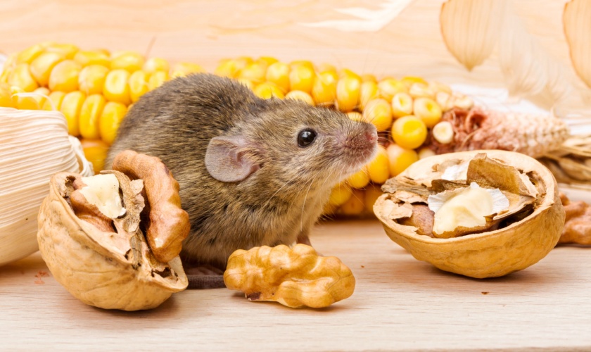 San Jose’s Best Rodent Exterminators