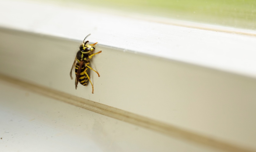 Are Yellowjackets Dangerous? What San Jose Families Need to Know