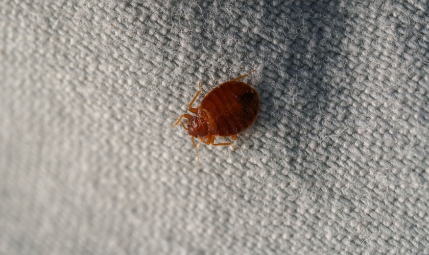 Bed Bugs in Morgan Hill? Here’s What to Do Immediately