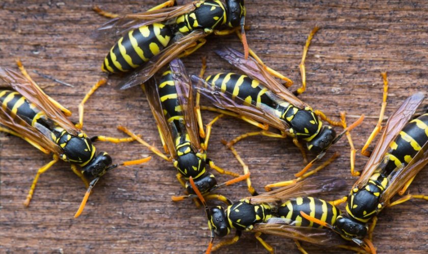 How to Get Rid of Yellowjackets in San Jose: A Homeowner’s Guide