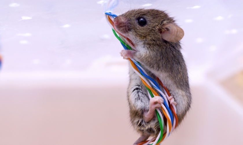 Should I Be Worried If I Saw One Mouse?