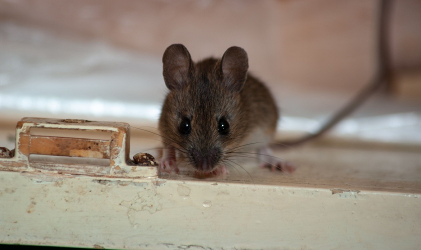 Top 10 Reasons to Choose Citra Pest Control for Rodent Control in San Jose, CA