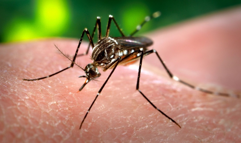 Who’s the Best Pest Control Company for Mosquito Problems in San Jose, CA