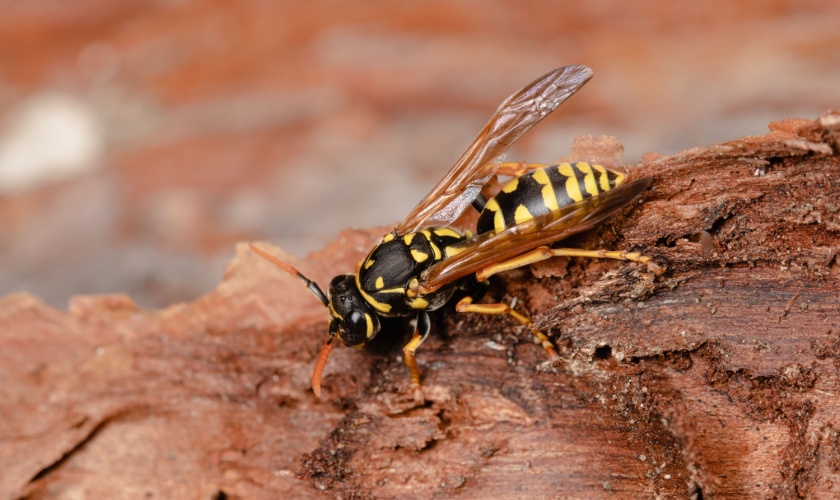 Who’s the Best Pest Control Company for Wasps, Hornets, and Yellow Jackets in San Jose, CA
