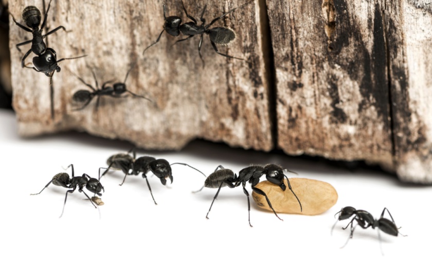 Top 6 Reasons to Choose Citra Pest Control for Ant Control in San Jose, CA