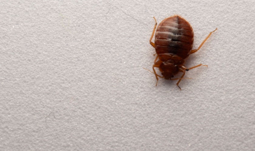 Top 8 Reasons to Choose Citra Pest Control for Bed Bug Control in San Jose, CA