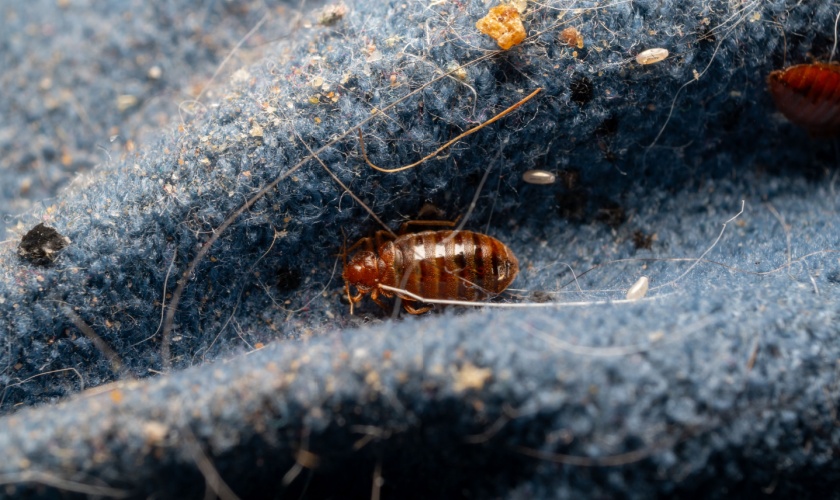 Who’s the Top Pest Control Company for Bed Bug Treatments in San Jose, CA