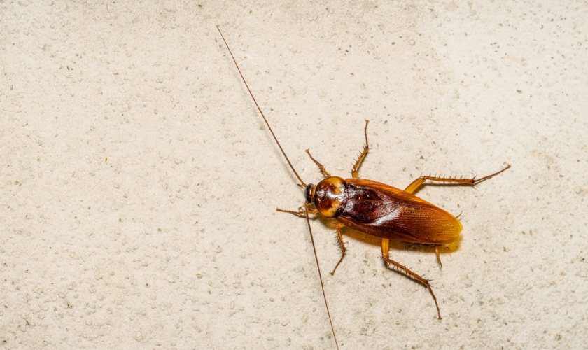 Who’s the Best Exterminator for Cockroach Control in San Jose, CA