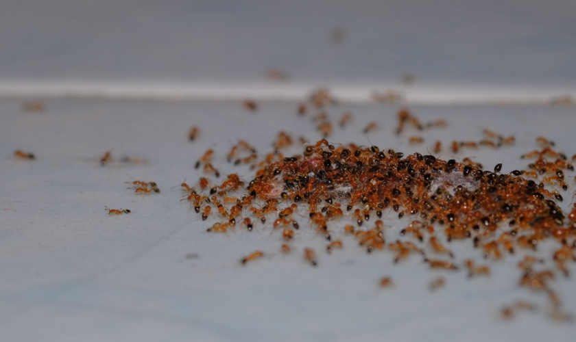Why Ant Problems Are So Common in San Jose Homes (And How to Stop Them)