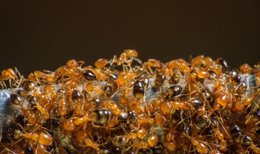 Ant Control in San Jose, CA: What Homeowners Need to Know in 2026