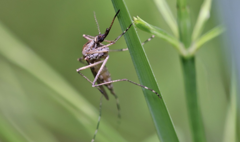 Backyard Mosquito Control Tips for San Jose Families