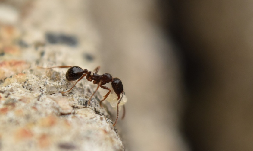 San Jose Ant Control: DIY vs. Professional Treatment—What Works Best?