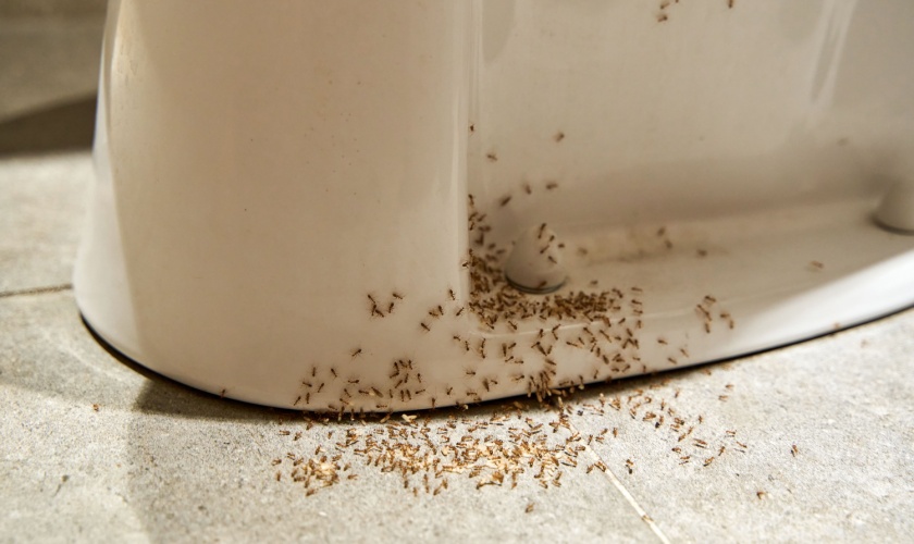 How to Get Rid of Ants in San Jose Kitchens and Bathrooms