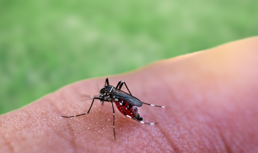 Mosquito Prevention for San Jose Outdoor Dining and Entertaining